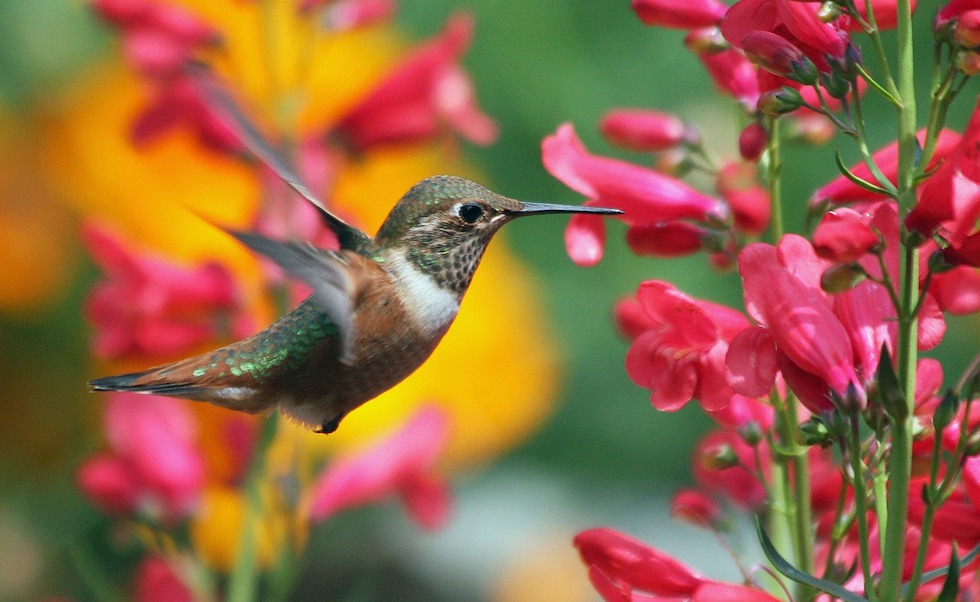 Los colibríes en nuestro jardín