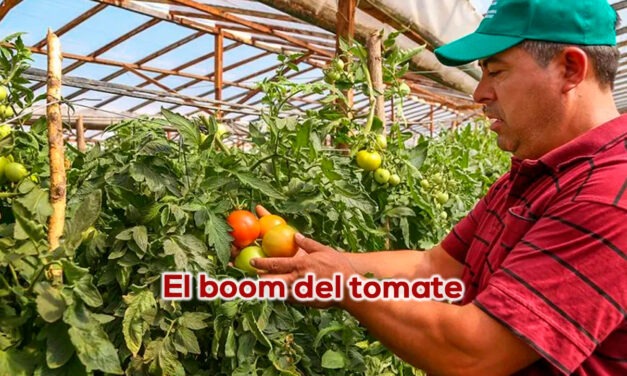 Sustitución cultivos ilícitos, alternativa para los campesinos