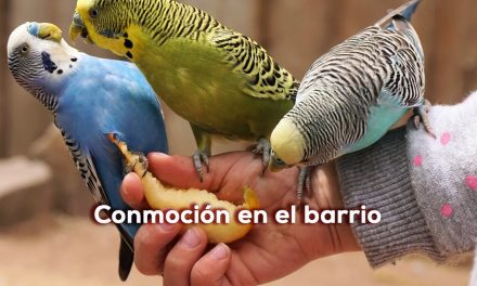 Los animales de compañía