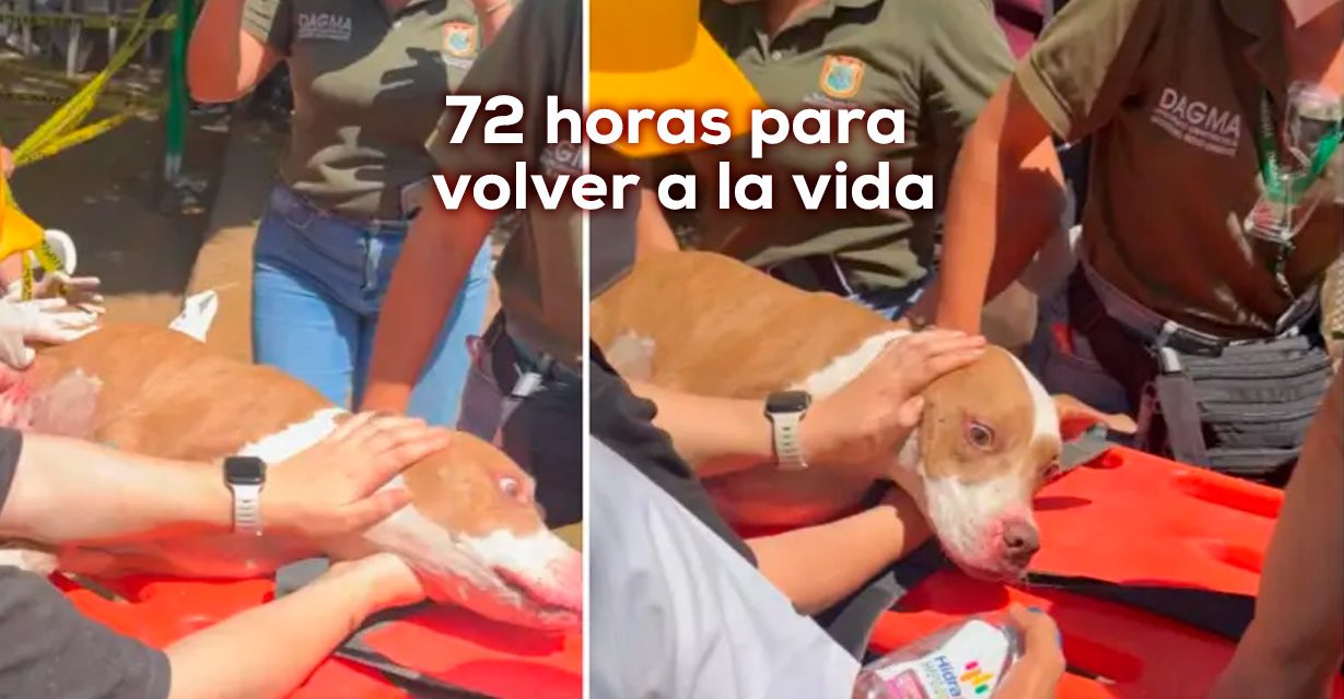 Una vida que se negó a desaparecer: Renata