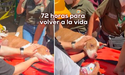 Una vida que se negó a desaparecer: Renata