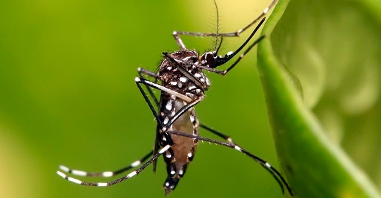 Régimen Subsidiado Vigilancia Epidemiológica y Canales de Control del Dengue