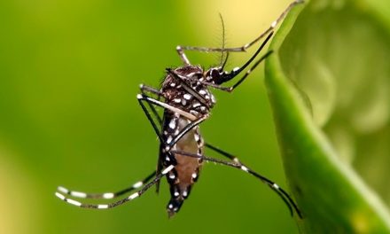 Régimen Subsidiado Vigilancia Epidemiológica y Canales de Control del Dengue