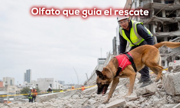 Tan importantes como la tecnología, perros que buscan vida entre los escombros