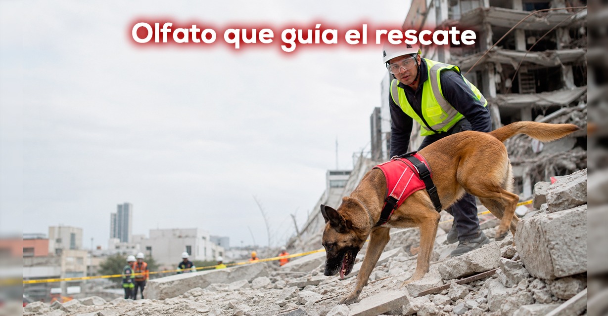 Tan importantes como la tecnología, perros que buscan vida entre los escombros