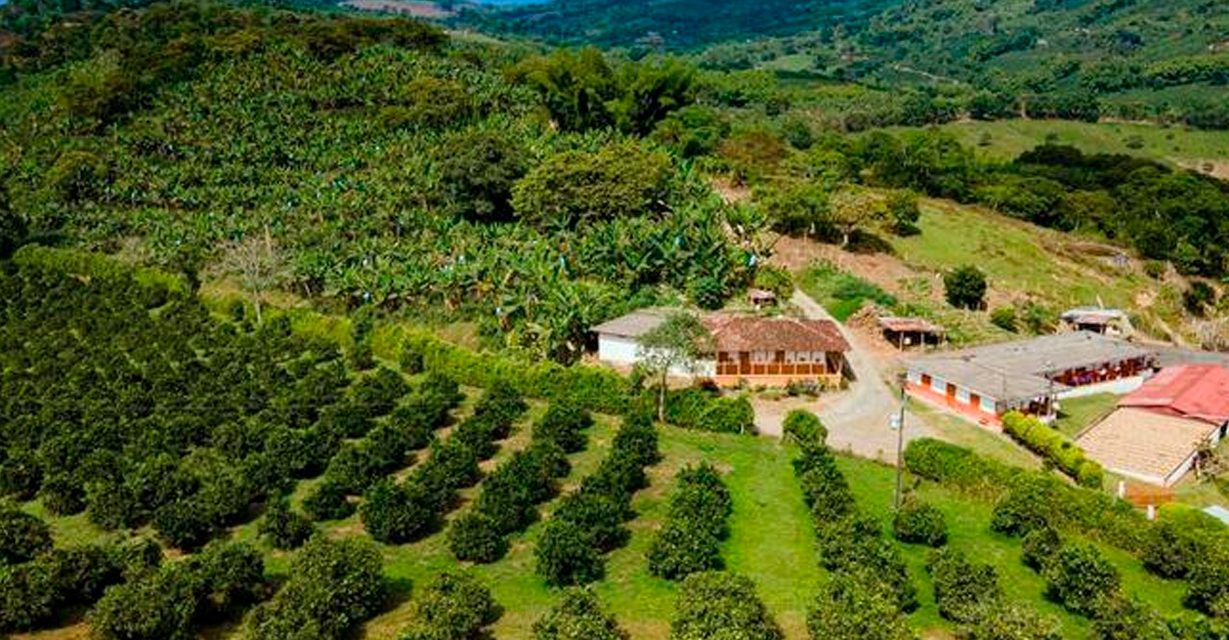 Norte del Valle del Cauca: historia, economía y futuro